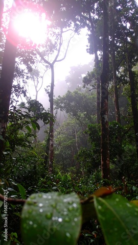Misty rainforest vista
