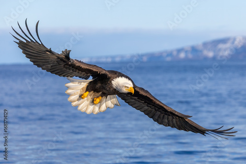 Bald Eagle adult