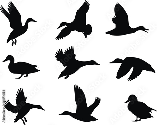Duck silhouette collection, flying, walking, landing poses, black vector birds, wildlife illustration, waterfowl movement, animal icon set, nature graphic