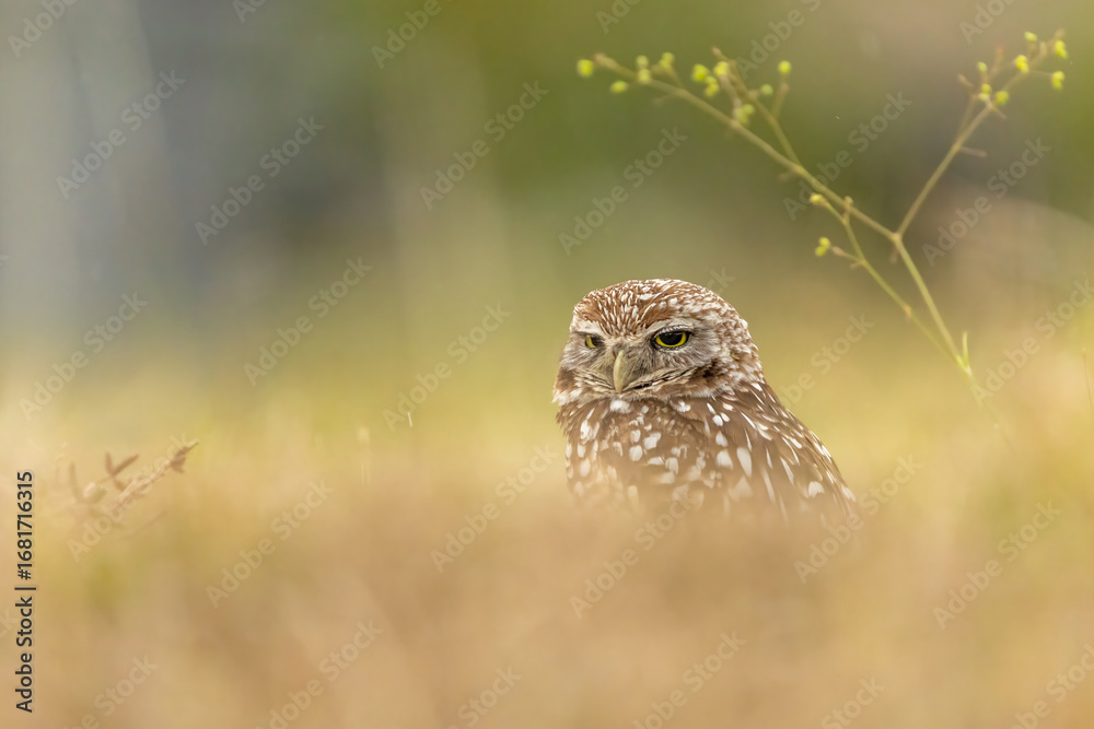 Obraz premium Burrowing Owl