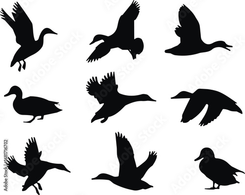 Duck silhouette vector set, flying duck icons, bird shapes, wildlife clipart, black duck poses, animal illustration, nature design