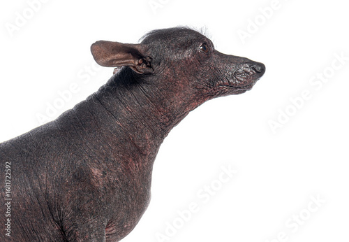 Canvastavla Peruvian hairless dog posing on white background