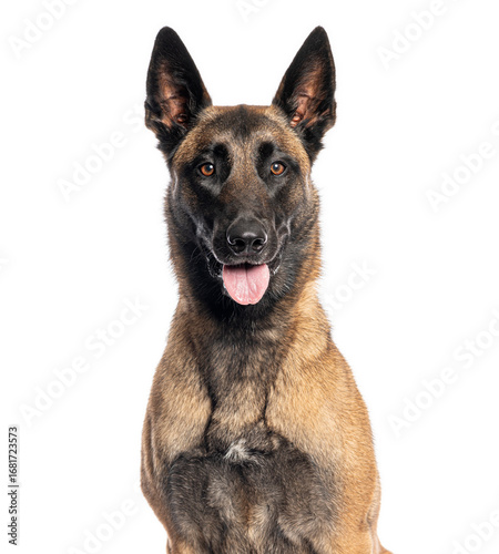 Foto Belgian shepherd dog panting and looking forward on white background