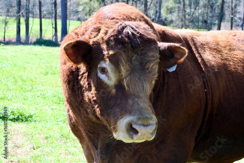 Brown and Red Bull up close with white around eyes