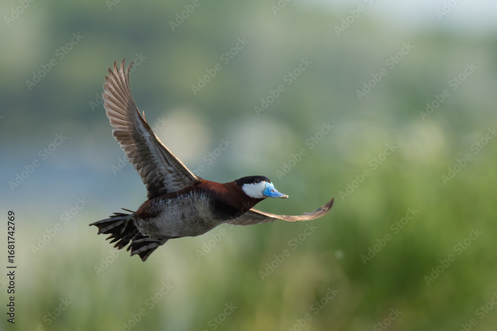 Obraz premium Ruddy Duck male in flight