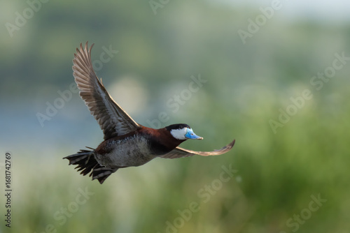 Photos Ruddy Duck male in flight