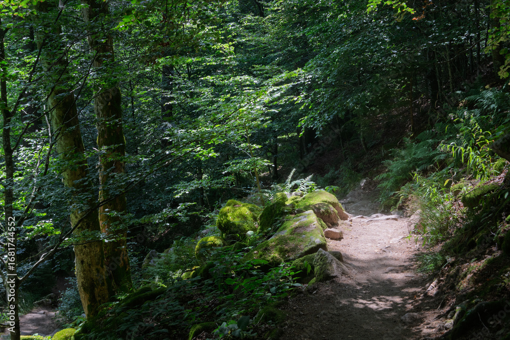 Fototapeta premium A Path Through the Forest