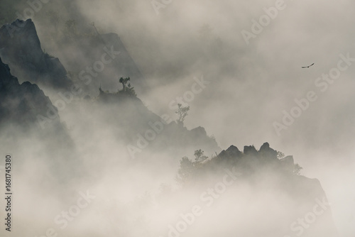 Misty Mountain Dreams, Dark Trees