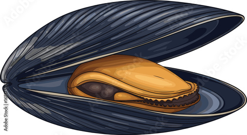 Mussel shell illustration, marine biology, bivalve anatomy, seafood concept, ocean life, mollusk study, realistic drawing, aquatic organism, shellfish art, edible mussel, nature texture, underwater 