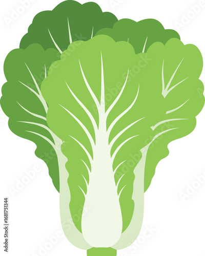 Napa cabbage illustration, Chinese vegetable art, leafy green food, healthy produce, cooking ingredient, agriculture concept, fresh organic nutrition, kitchen design