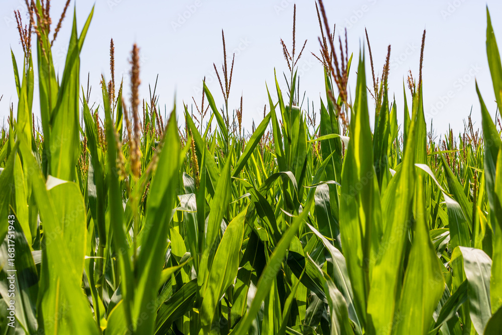Fototapeta premium Corn field. Cereals for flour production