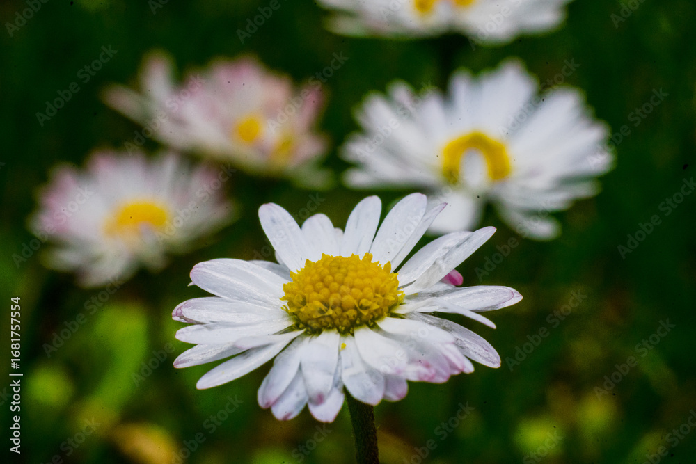 Fototapeta premium Nature scene with blooming bellis perennis, commonly known as the white daisy