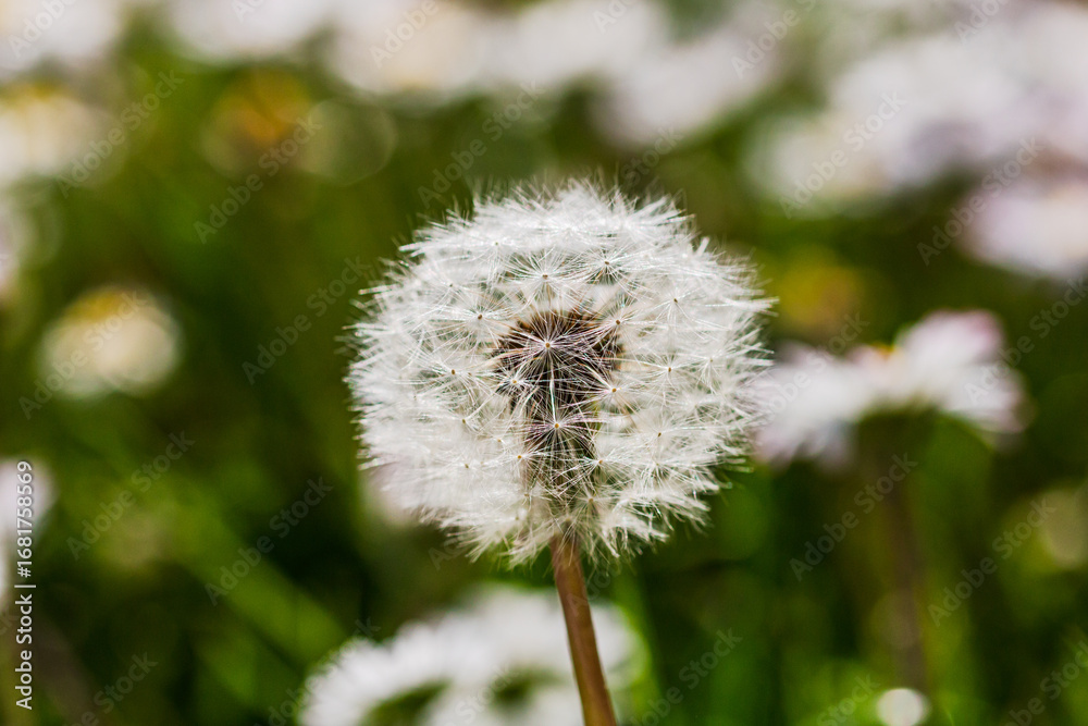 Fototapeta premium Nature scene with blooming taraxacum, commonly known as dandelion