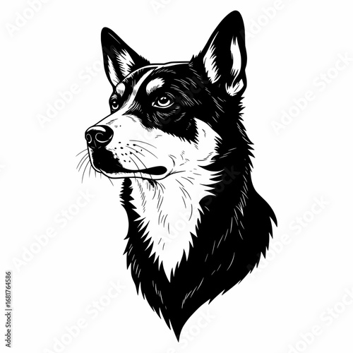  Husky or Shepherd Mix Sketch
