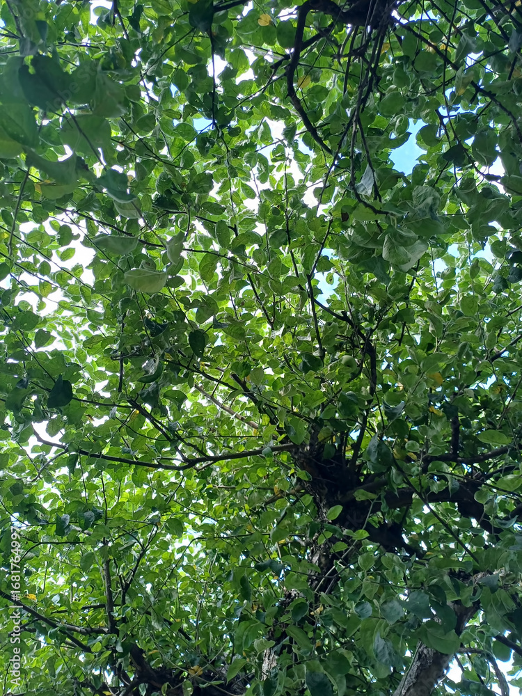 Fototapeta premium Apple trees with green leaves seen from below against a calm summer sky background.