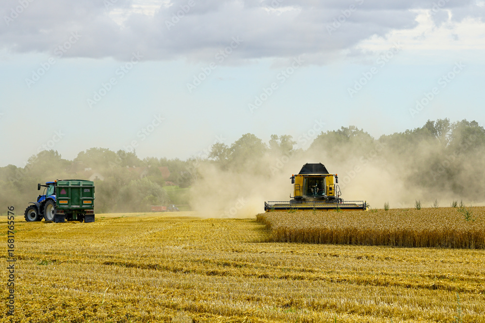 Fototapeta premium Combine harvester and tractor working in a dusty golden wheat field during summer harvest season