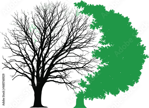 Vector Silhouette of a Leafless Tree Transforming into a Lush, Green Tree - Symbol of Regrowth
