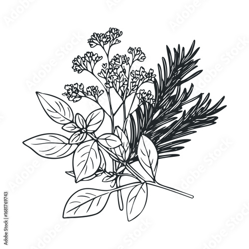 Herb collection with basil and rosemary for culinary use. Vector illustration