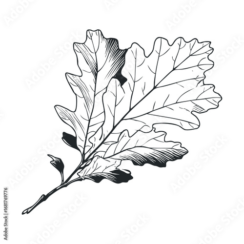 Delicate oak leaf sketch for botanical studies and nature design. Vector illustration