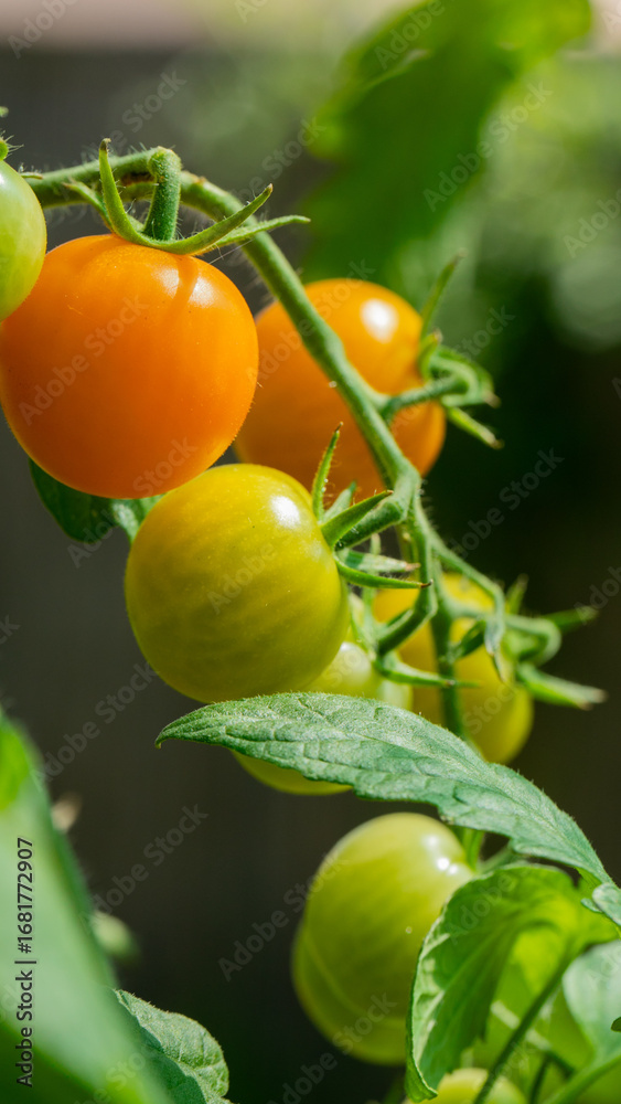 custom made wallpaper toronto digitalRipening cherry tomatoes glow like autumn lanterns, celebrating World Vegetarian Day and Harvest Festival with vibrant garden symphony