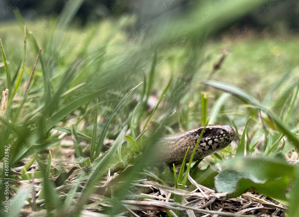 Fototapeta premium Kopf einer Blindschleiche im hohen Gras