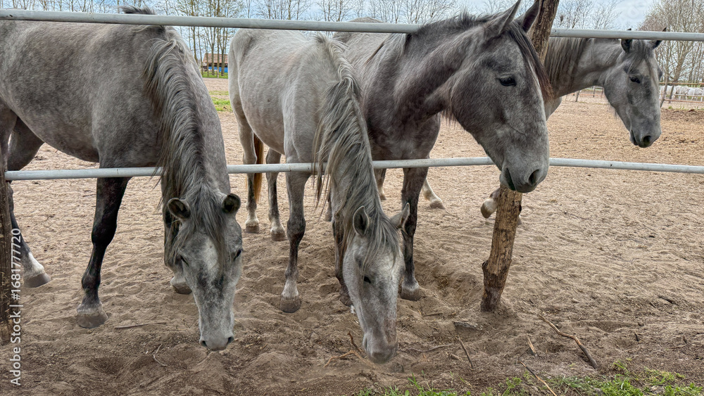 Αυτοκόλλητο Stoic gray horses nibbling on earth's whispers, embody equine tranquility, touch