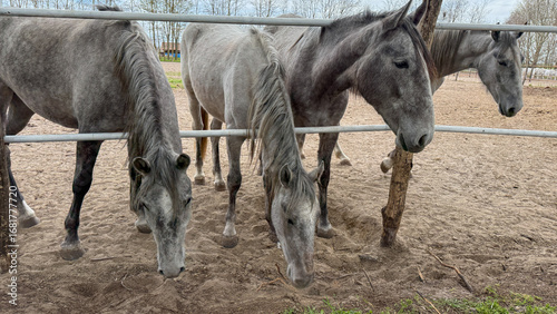 Fotografija Stoic gray horses nibbling on earth's whispers, embody equine tranquility, touch