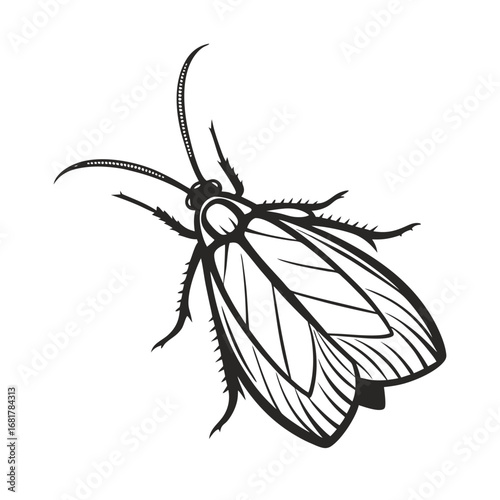 Delicate Butterfly Silhouette with Patterned Wings Detailed Line Art Illustration