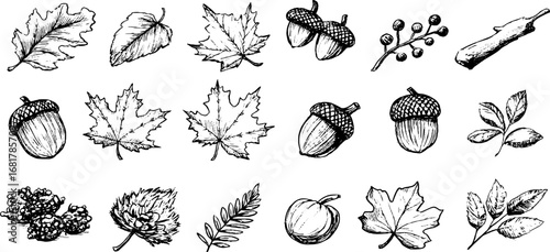Hand drawn autumn leaves and acorns doodle icon set for seasonal design