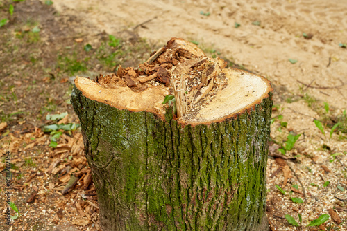 a sawn tree stump against a background of sand.