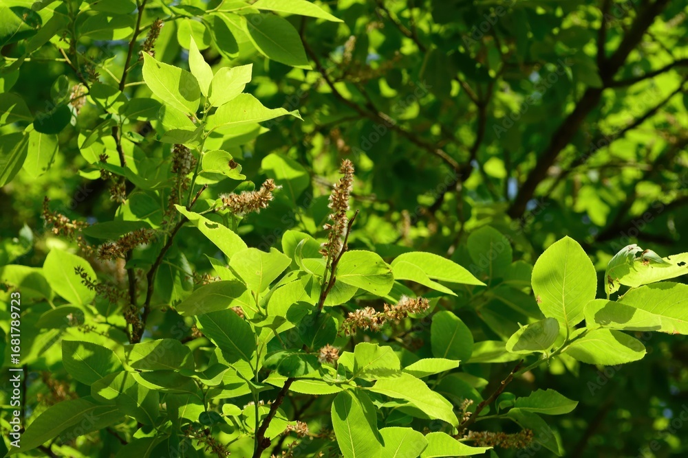 Fototapeta premium Salix chaenomeloides (Wangbeodeul), a Korean deciduous willow species with towering form, growing in riparian habitats and sustaining biodiversity