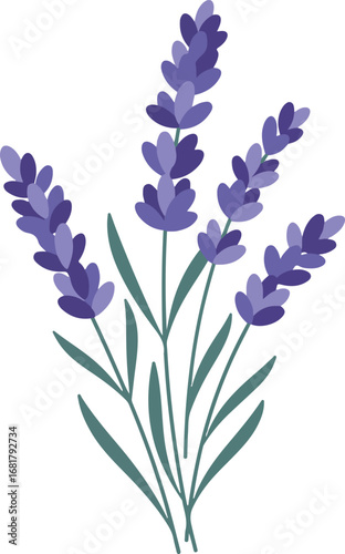 Delicate purple lavender flowers illustration on an isolated white background.