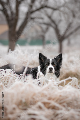 Alert Border Collie Stands in Frosty Nature during Winter Season. Attentive Black and White Domestic Dog Outside.