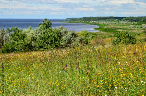 Various field plants against the backdrop of a large river