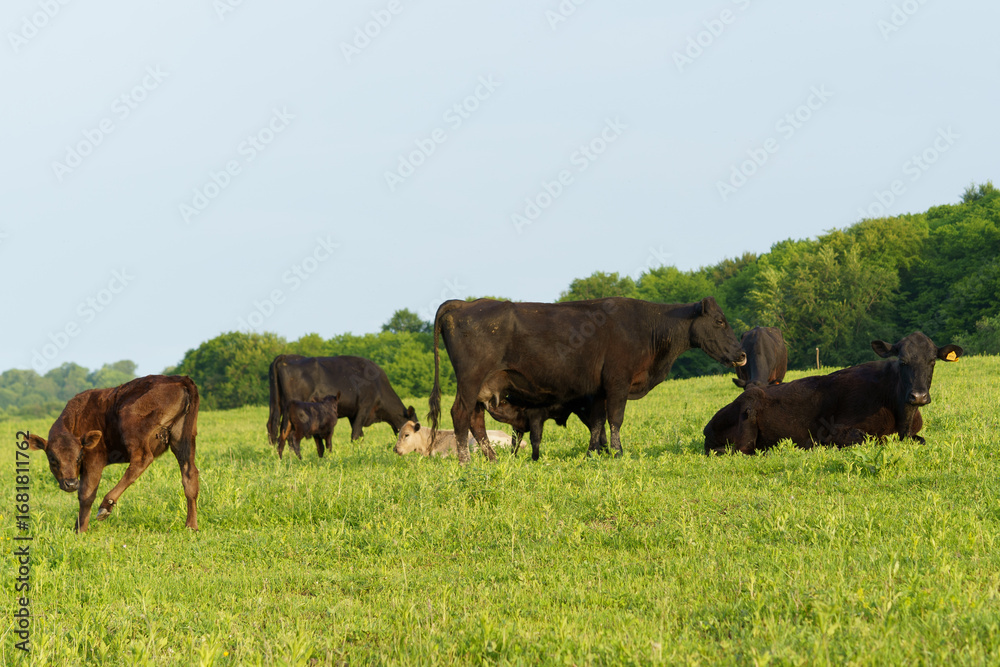 Naklejka premium Cattle grazing peacefully in a lush green pasture during the serene morning hours of summer