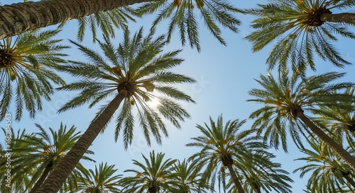 Looking Up at Tall Palm Trees Against a Blue Sky.