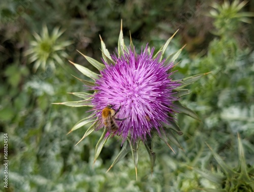 a close up of a carder bee collecting pollen from the purple flower of a thistle. 
