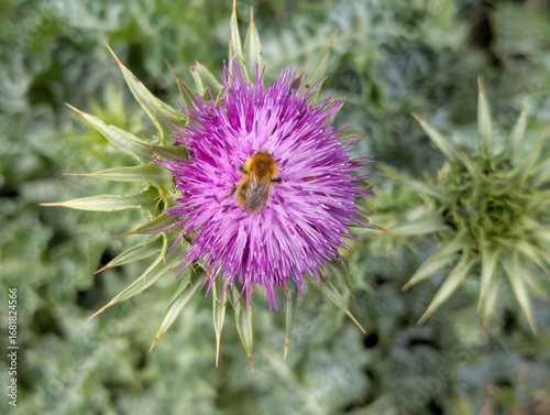 a close up of a carder bee collecting pollen from the purple flower of a thistle. 