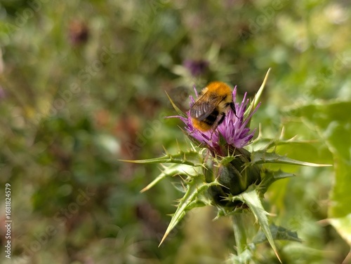 a close up of a carder bee collecting pollen from the purple flower of a thistle. 