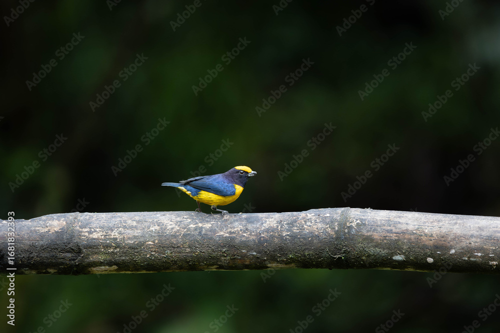 Fototapeta premium Male Euphonia Perched on Branch in Ecuador