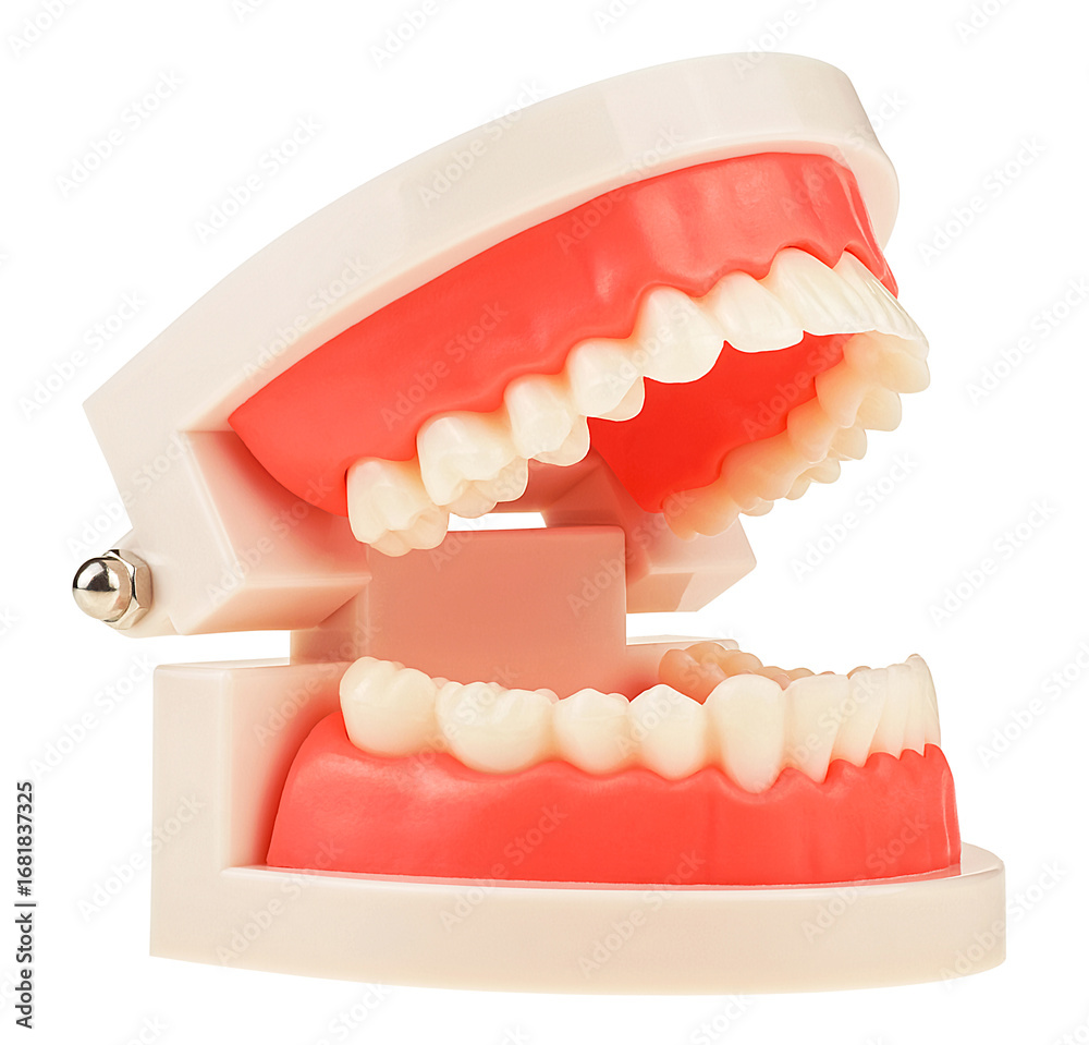 Obraz premium Plastic anatomical model of a human jaw isolated on a white background. Training model for students. Teaching oral hygiene.
