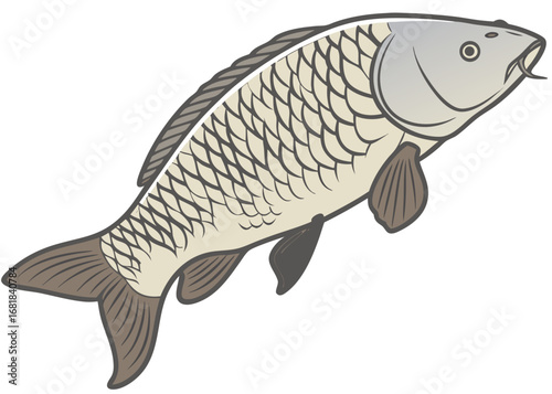 Vector illustration of a freshwater carp fish on a white background with a fin and tail