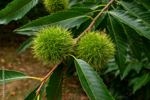 Fruto del castaño empezando a madurar en otoño.