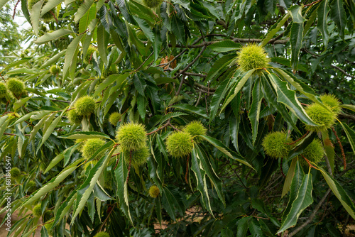 Castañas en su erizo esperando madurar en el bosque de castaños.