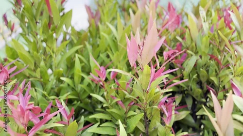 Syzygium plant video featuring vibrant pink and green leaves creating a beautiful nature scene showcasing the lush foliage suitable for various projects
