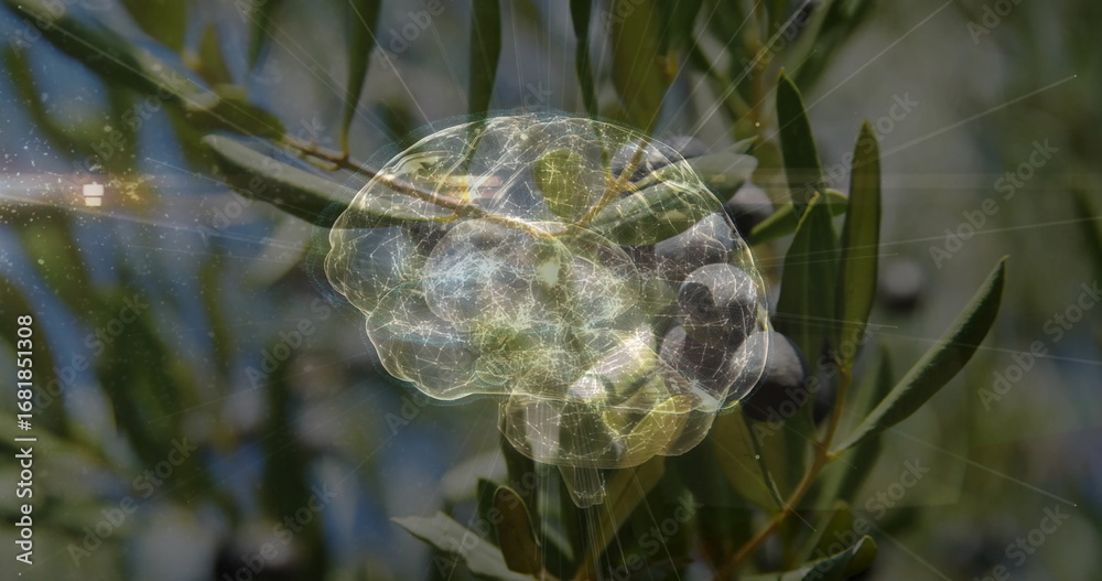 Naklejka premium Translucent neural brain hologram hovering in olive orchard, with branch bearing olives and leaves