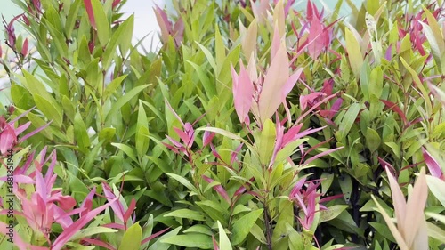 Video showing a dense bush of Australian Rose Apple trees with vibrant green leaves and eye-catching pink and reddish new growth tips suitable for botanical theme
