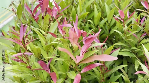 A vibrant display of Photinia plant foliage offering a close-up look at its lush green leaves and distinctive reddish new growth providing natural texture and color