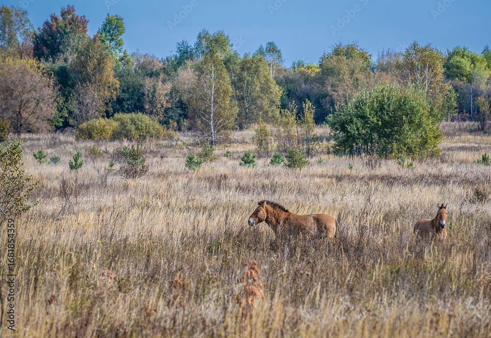 Naklejka premium Przewalski's horses - Equus ferus przewalskii also known as Dzungarian horse in Chernobyl Exclusion Zone, Ukraine