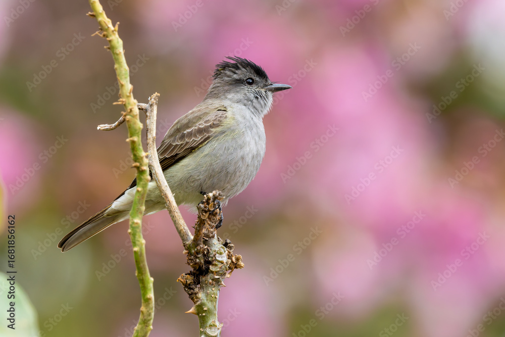 Fototapeta premium Crowned slaty flycatcher